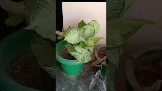 Syngonium Plant || Indoor plants || Syngonium Plant care #syngonium #indoorplants