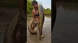 big anaconda #anaconda #amazon #rainforest #brazil #wildlife #shorts #youtubeshorts #shortsfeed #wow