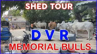 DVR Memorial Bulls | Kanuru | Shed Tour | Bulls Of Andhra