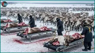 257,000 Reindeer Processed Each Year Using This Method - Massive Scale Production
