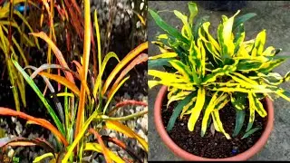Varieties of CROTON PLANTS with slender/slim leaves in our garden||Rare and common croton plants