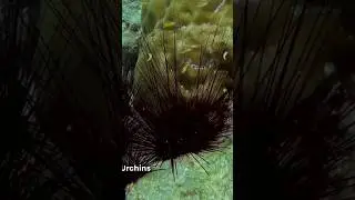 Surprising Sea Urchins Facts #facts #dailyfacts #animals #studyfreak #shorts #study #urchin