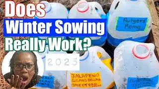 DOES WINTER SOWING WORK? | Start your SPRING 2025 garden NOW in January  #wintersowing #garden