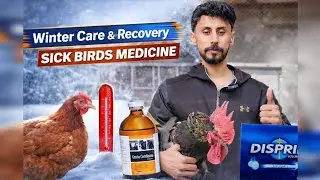 Winter Care for Hens & Birds | Sick Birds Treatment in Cold Weather | Complete Guide
