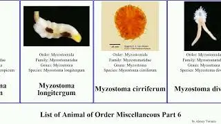 List of Animal of Order Miscellaneous Part 6 milnesium mithrodia lingua platypus divisor mirabilis