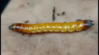 Eyed Click Beetle ( Larva )
