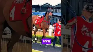 Wild Behavior Uncovered: Top 5 Fastest Horses in the World #fastest #horse #shorts