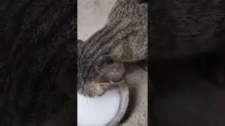 #youtubeshorts #shortsvideo #ytshorts #helptheanimals #savetheanimals #helpingnature #savethecats