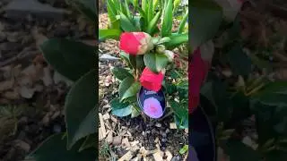 Готовлю для вас видео о камелиях! В том числе покажу камелию из уценки #вечнозеленые #южныйсад