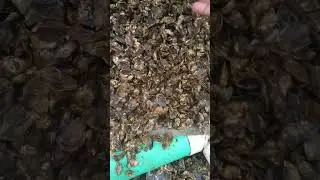 😕#oysterfarming