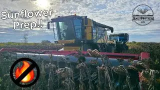 Комбайнам нужен день, чтобы подготовиться к уборке подсолнечника!