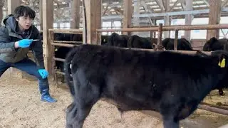 Calf temperature measurement techniques explained