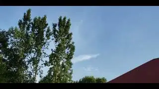 The Cows