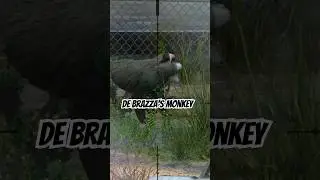 Shooting game | catching De Brazza's monkey @herasChannel