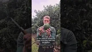Linda Avocado