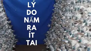 Tại Sao Nấm Bào Ngư Xám Ra Ít Tai || Cách Trồng Nấm Bào Ngư