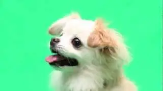 Funniest cutest dancer Lyra the Chihuahua Auditioned for Talent Hounds