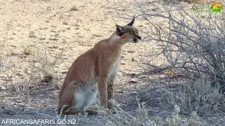 Caracal - The largest of the small cats in Africa