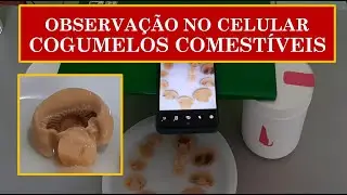 💥Observa&ccedil;&atilde;o de Cogumelos Agaricus com o celular. Identifica&ccedil;&atilde;o de estruturas morfol&oacute;gicas.