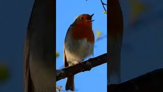 European robin singing chirping R&oslash;dstrupe sang Rotkehlchen gesang Roodborst geluid #shorts #p1000