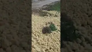 САХРОДА ОЧИБ ЧИҚҚАН ПОЛАПОНЛАР