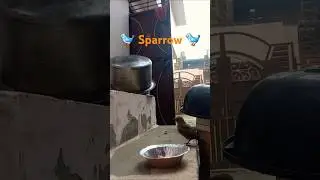 🐦 Sparrow 🐦 #nature #kajalnaturenotebook #love #birdlovers #naturelover #photography#ytshort #denzel