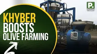 Khyber Boosts Olive Farming | Khyber | Ali Afridi | Pakistan Connect