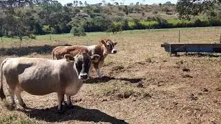 Mini vacas Santa Ros&aacute;lia