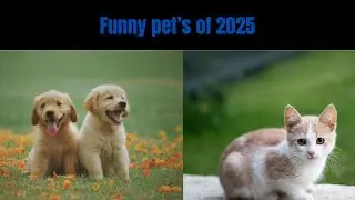 2025's Funniest Pets Compilation