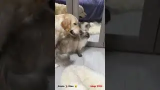Давай играть #dog #cat