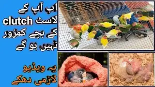 Love Birds Chicks Last Clutch Chicks | Love Birds Breeding | Love Birds Second Clutch Chicks