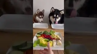 Huskies review more food! #husky #review #pets #cutedog #shorts