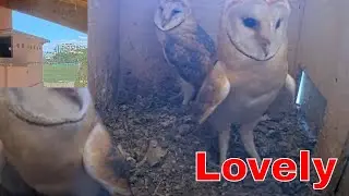 🪺🦉 Barn Owl Stretch Break Shows Three Nestlings and Four Eggs