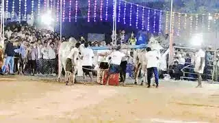 11.DVR ధీరుడు & MCOR జ్వాల 💥 సీనియర్ బుల్స్  .....in Darsi