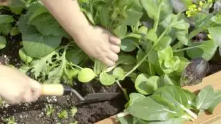 When your Bok Choy Flowers