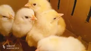 Ternak ayam kampung