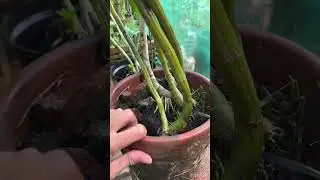 Tanam Rabbit Spatulla media moss hitam #orchid #plants #shorts #fyp #viral