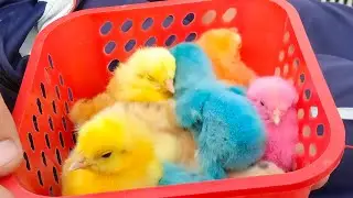 Many Coloured Chicken Baby! Coloured Chicks! Baby Chicks #Minichicks🐥