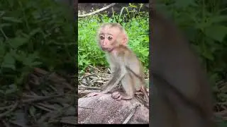 Attention Please, Mom! 🐒❤️ #shorts #babymonkey #katorn #toto