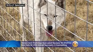 Wolves And Wolf-Dogs Evacuated Because Of Wildfires Now Safe At Wild Animal Sanctuary In Keenesburg