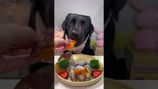 #trending #viralvideo #pets #petfeed #pet #labrador