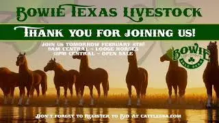 Bowie Texas Livestock February 8th Loose Horses!