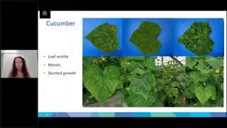 CGMMV Webinar