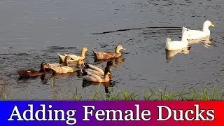Adding Female ducks to the pond