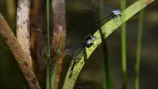 Carolina Spreadwing underwater ovipositing 3