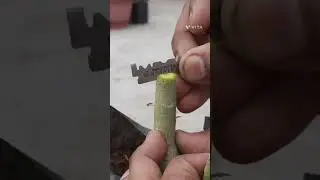 ADENIUM GRAFTING