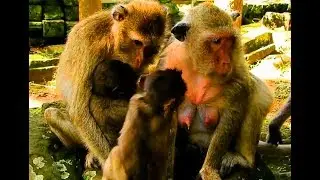 Great video of monkey family, Kind Jane family looks adorable and friendly