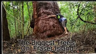 Valley of the Giants circuit (FRASER ISLAND )And Camp Area