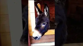 Osiołek chrupie marchewkę!