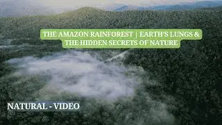 The Amazon Rainforest | Earth's Lungs & The Hidden Secrets of Nature